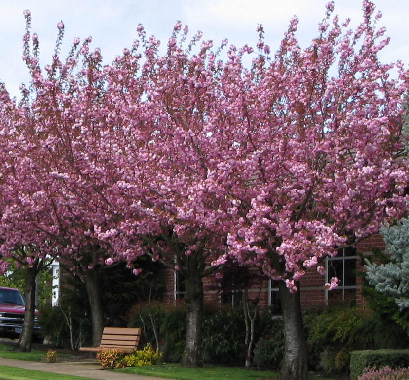 Kwanzan Cherry Natorp s Online Plant Store kwanzan-cherry-natorp-s-online-plant-store